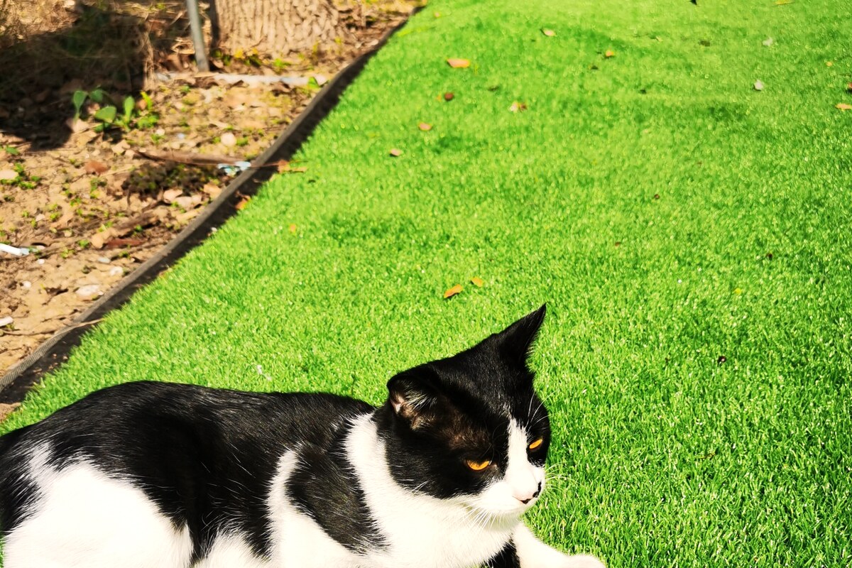 A cat resting on a lush artificial lawn